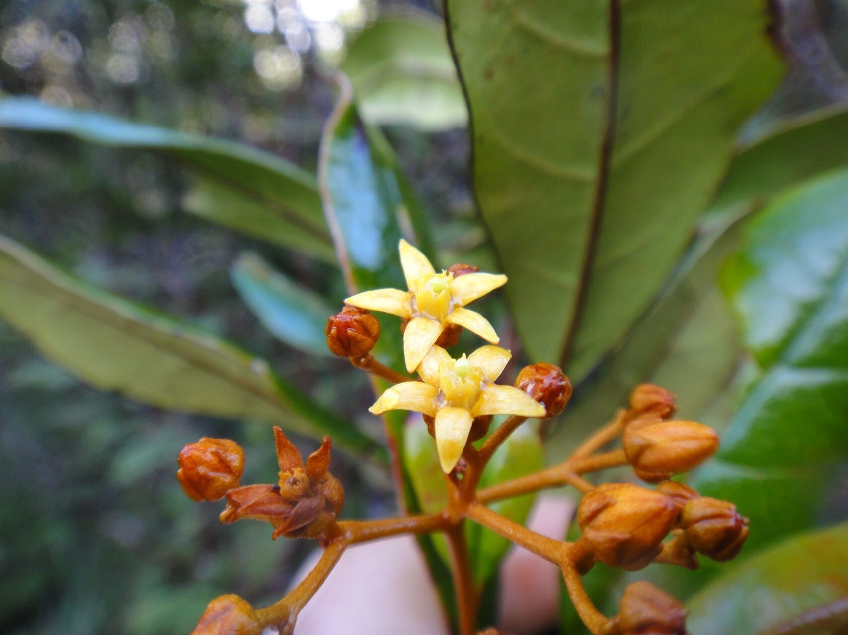 Argophyllum vernicosum flower