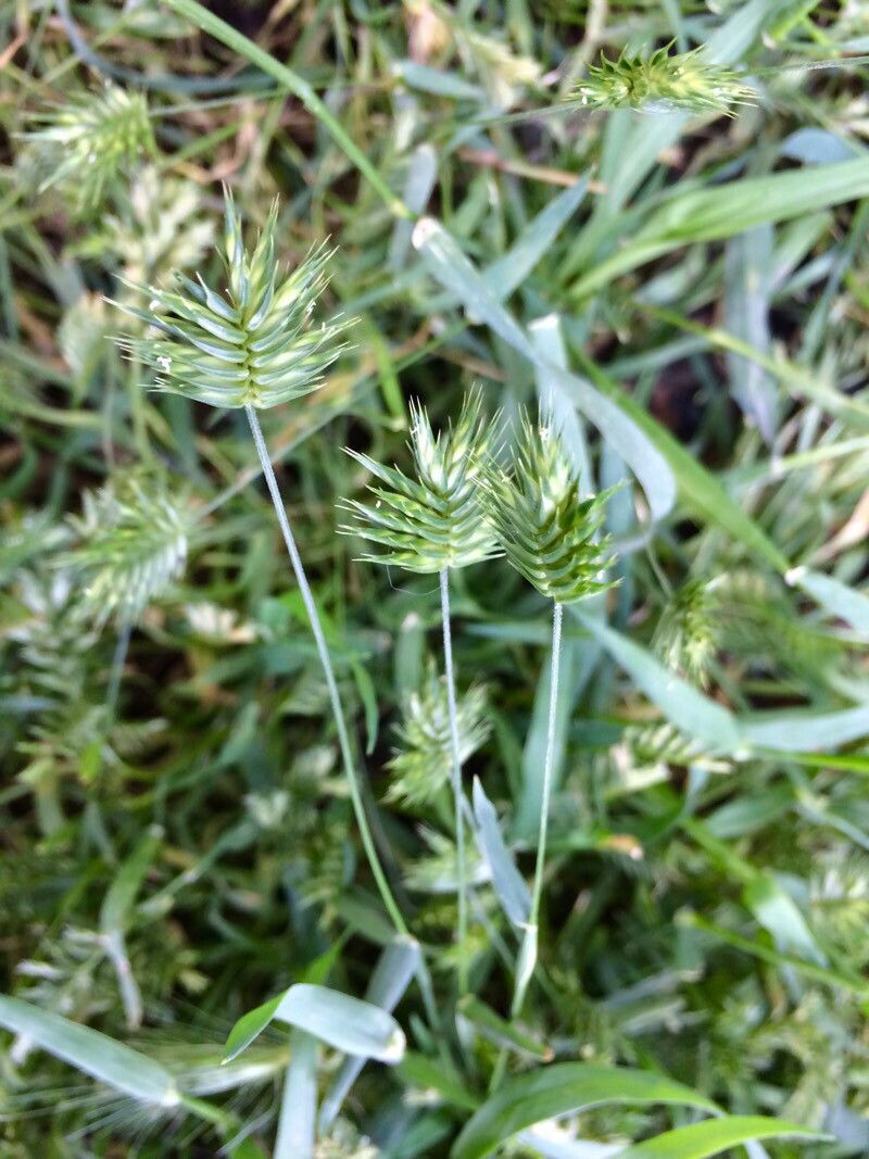 Eremopyrum triticeum flower