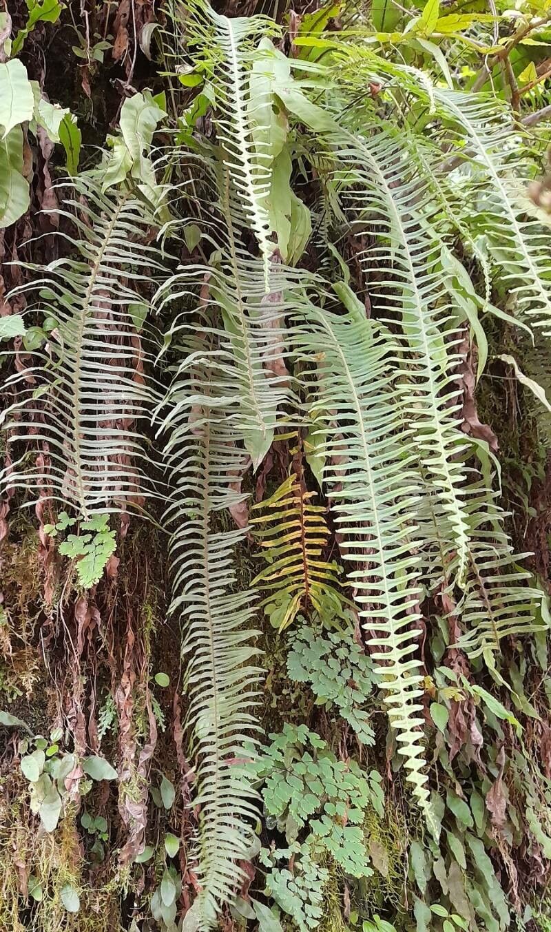 Pecluma barituensis habit