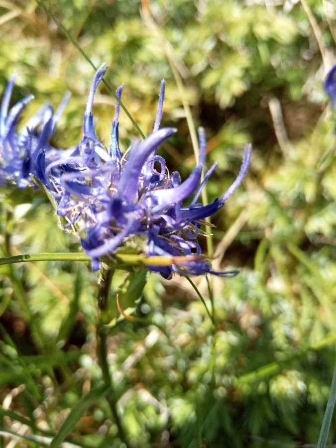 Phyteuma confusum flower