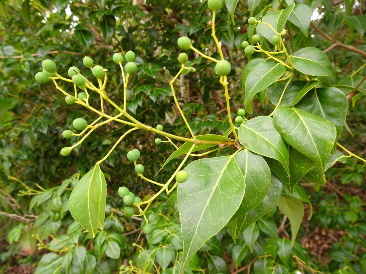 Amyris elemifera fruit