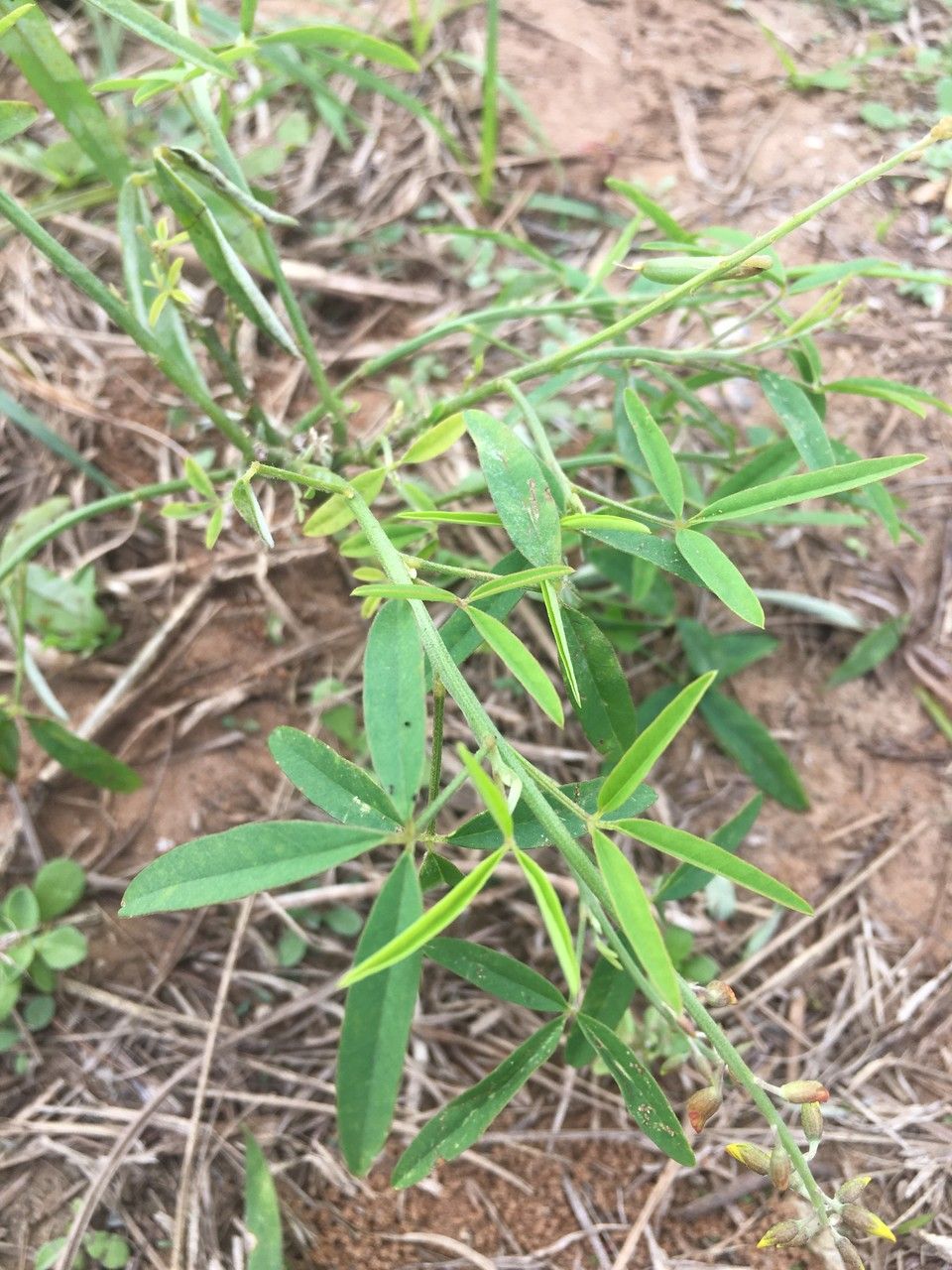 Crotalaria lanceolata leaf