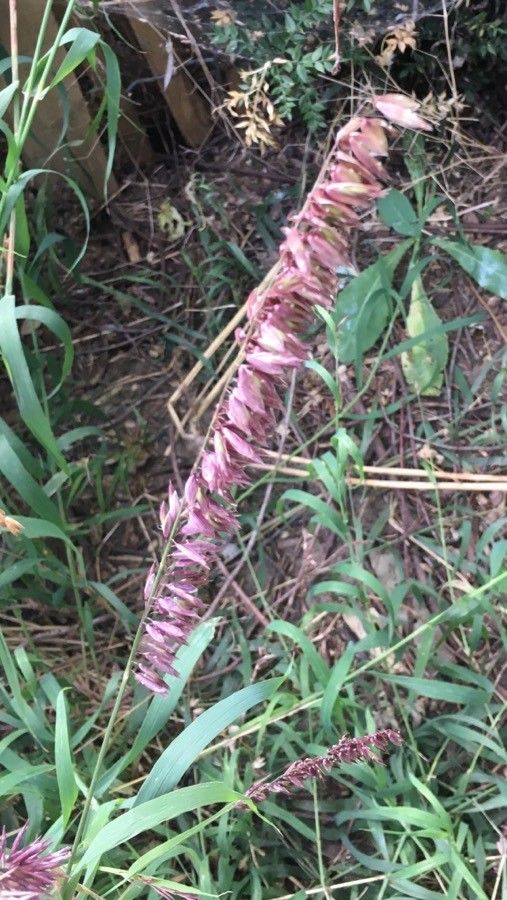 Melica altissima fruit