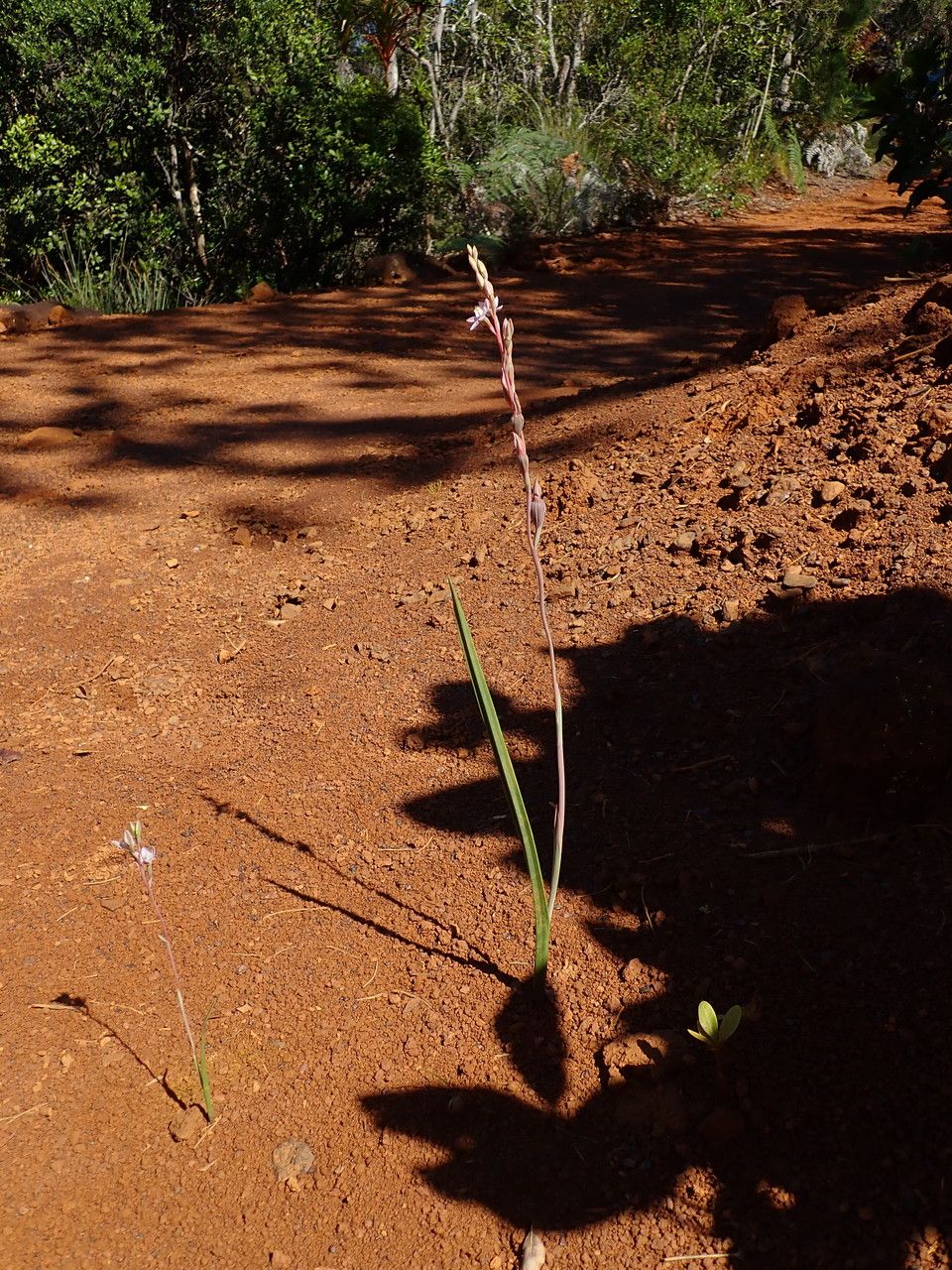 Thelymitra longifolia habit