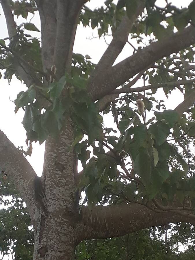 Ochroma pyramidale fruit