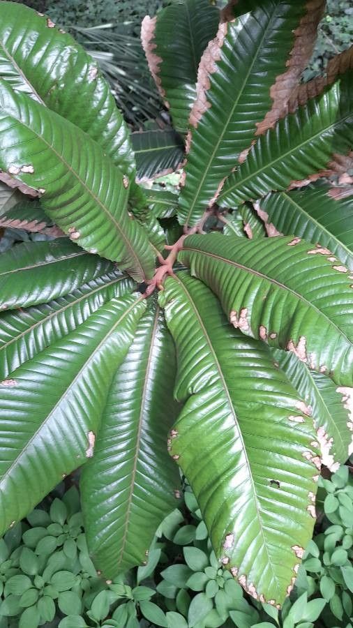 Chrysophyllum imperiale leaf