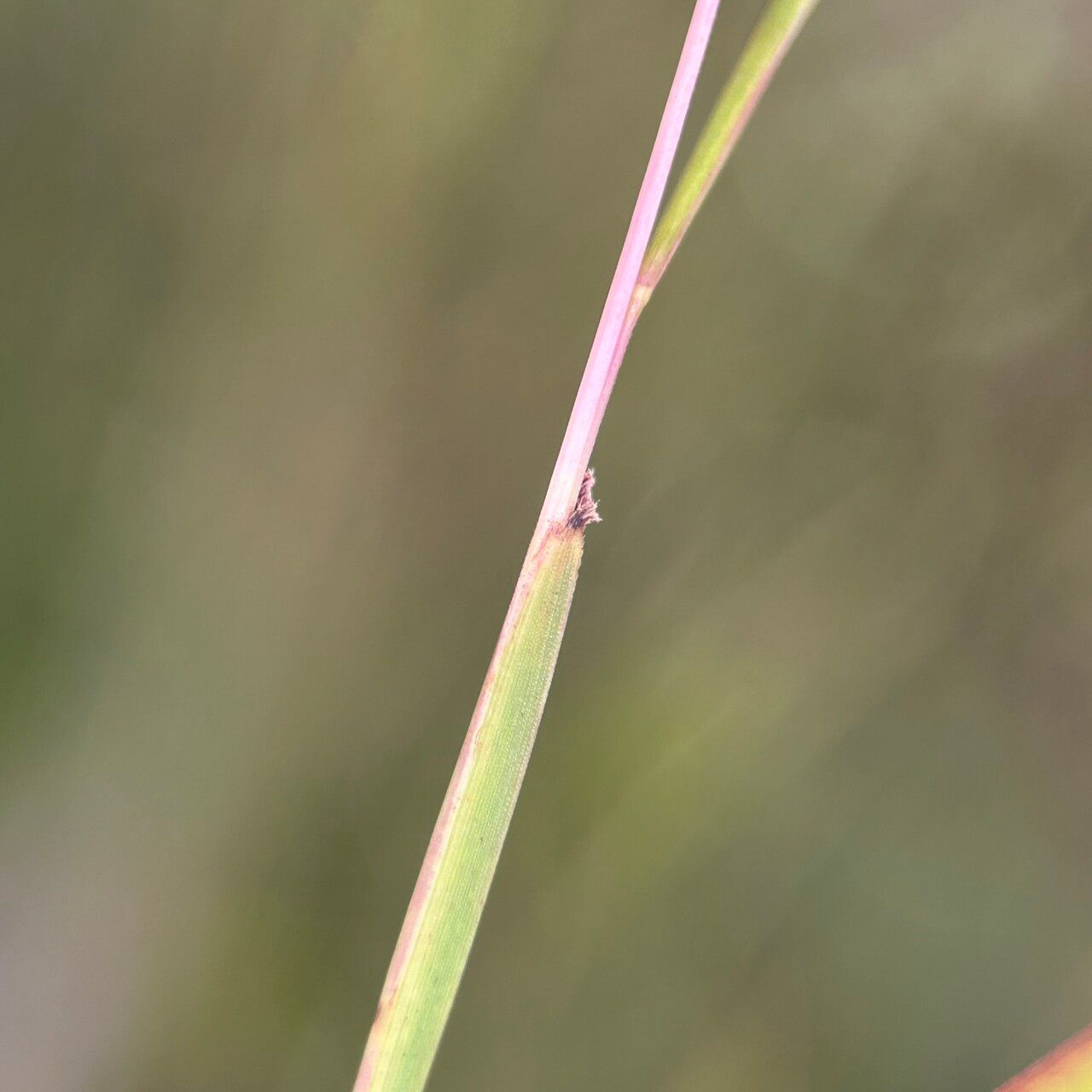 Schizachyrium brevifolium — related species from the same genus