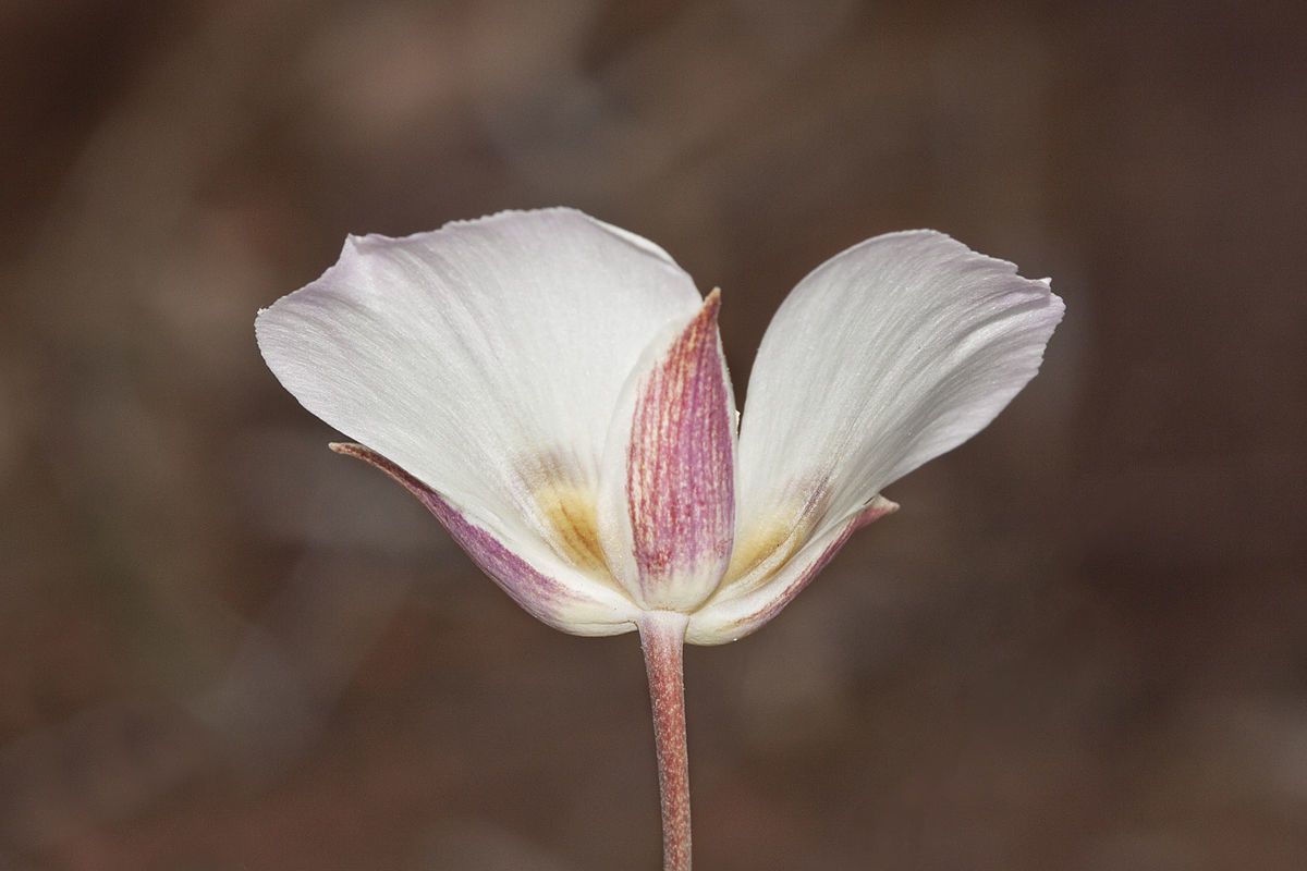 Calochortus dunnii flower