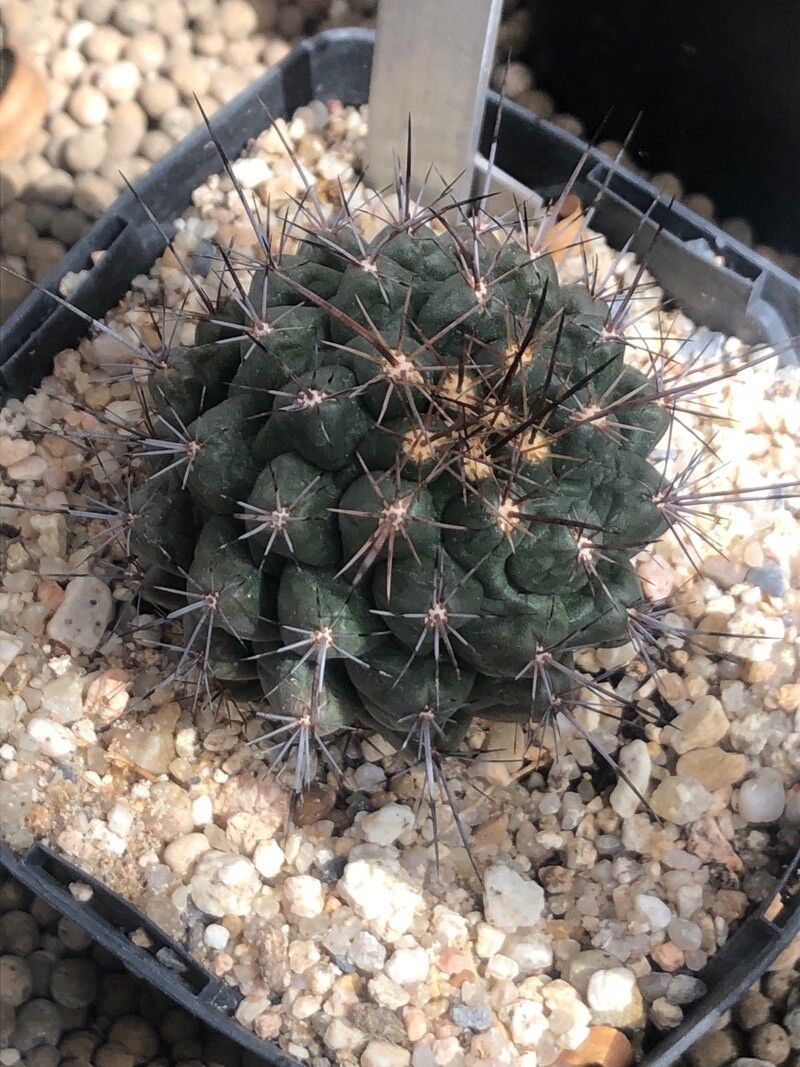 Thelocactus tulensis — houseplant care guide