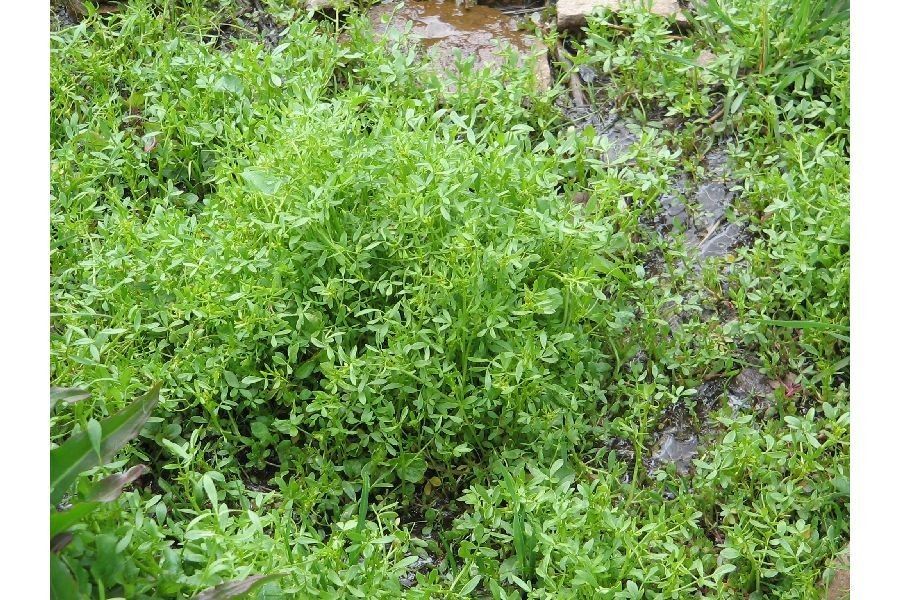 Floerkea proserpinacoides habit