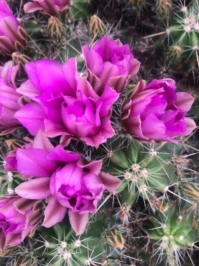 Echinocereus enneacanthus flower