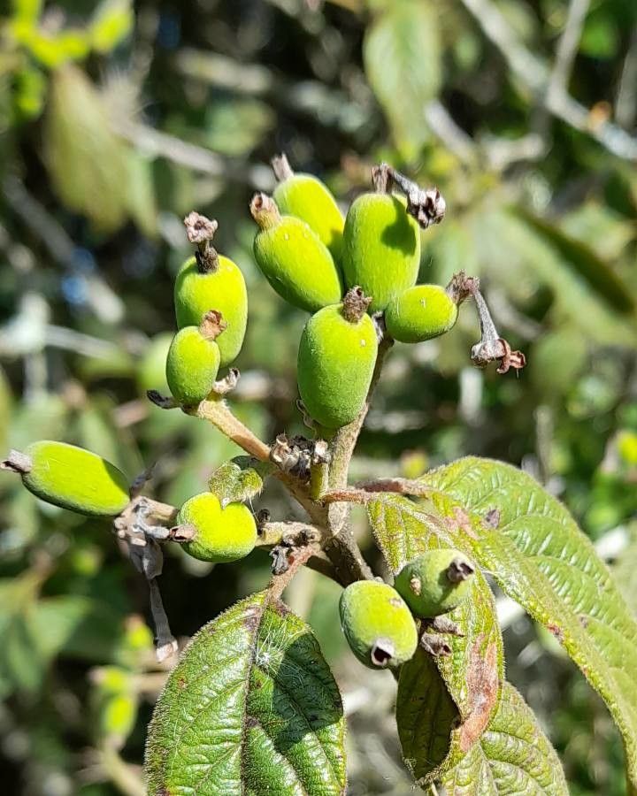 Guettarda uruguensis fruit