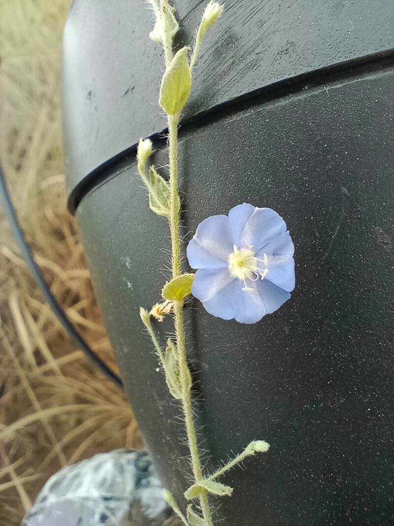 Evolvulus anagalloides flower