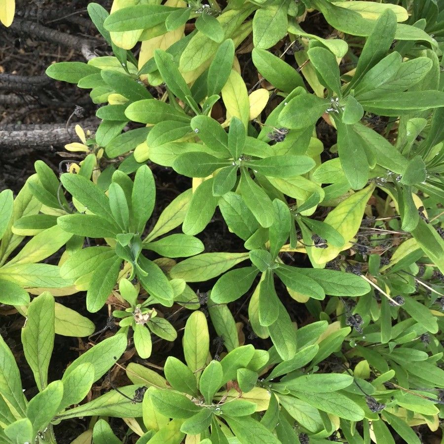 Pterocephalus virens leaf