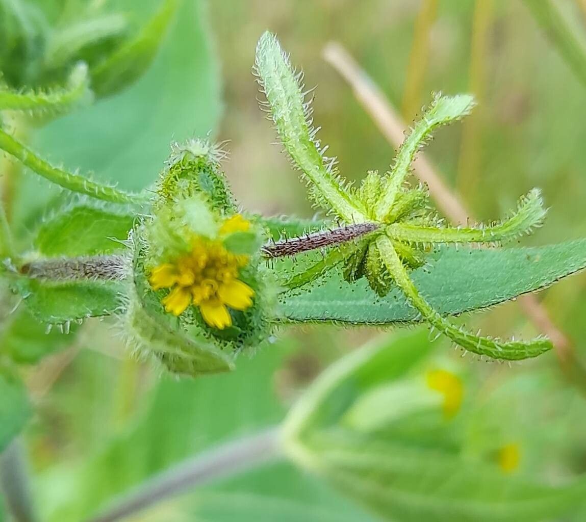 Sigesbeckia serrata flower