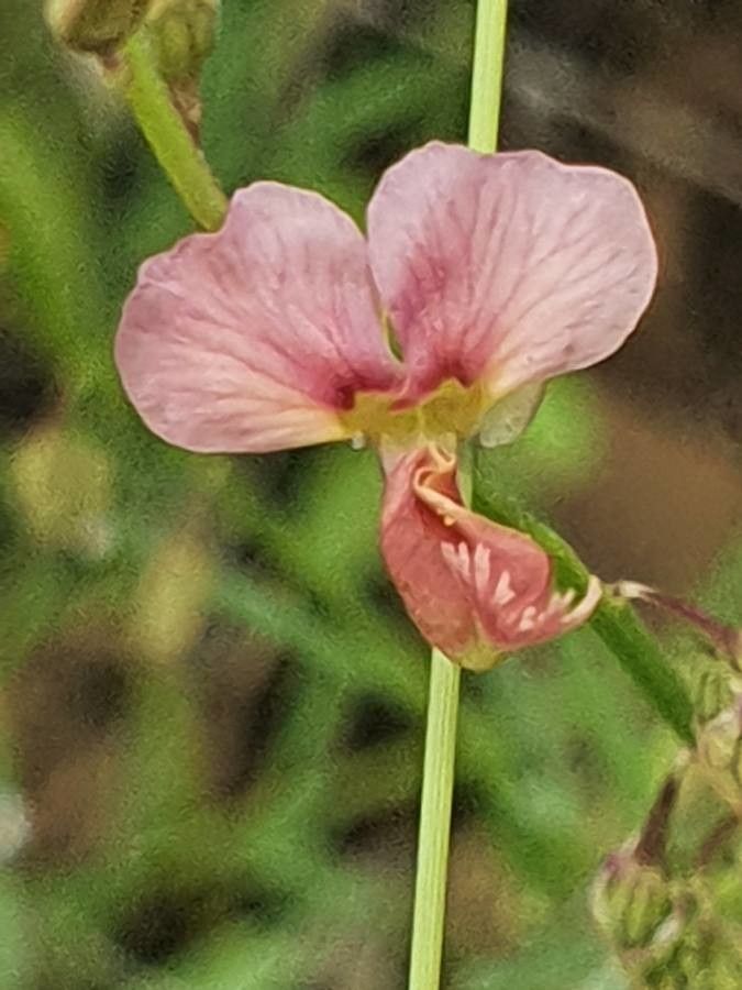 Polygala amboniensis flower