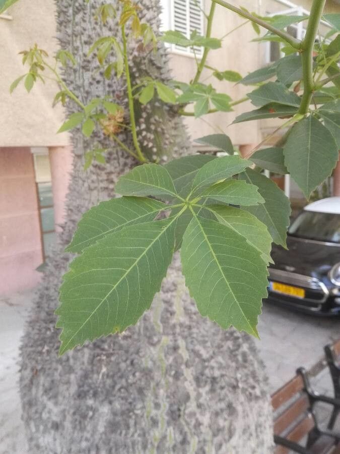 Ceiba glaziovii — search result for 'Ceiba'