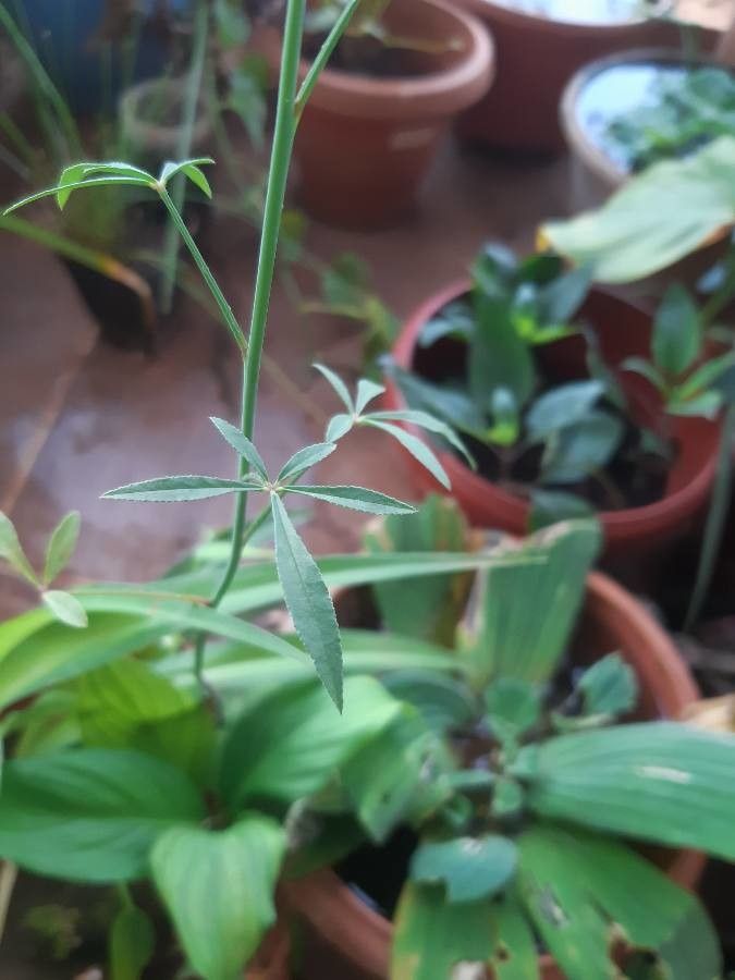 Cleome chelidonii — search result for 'Cleome'