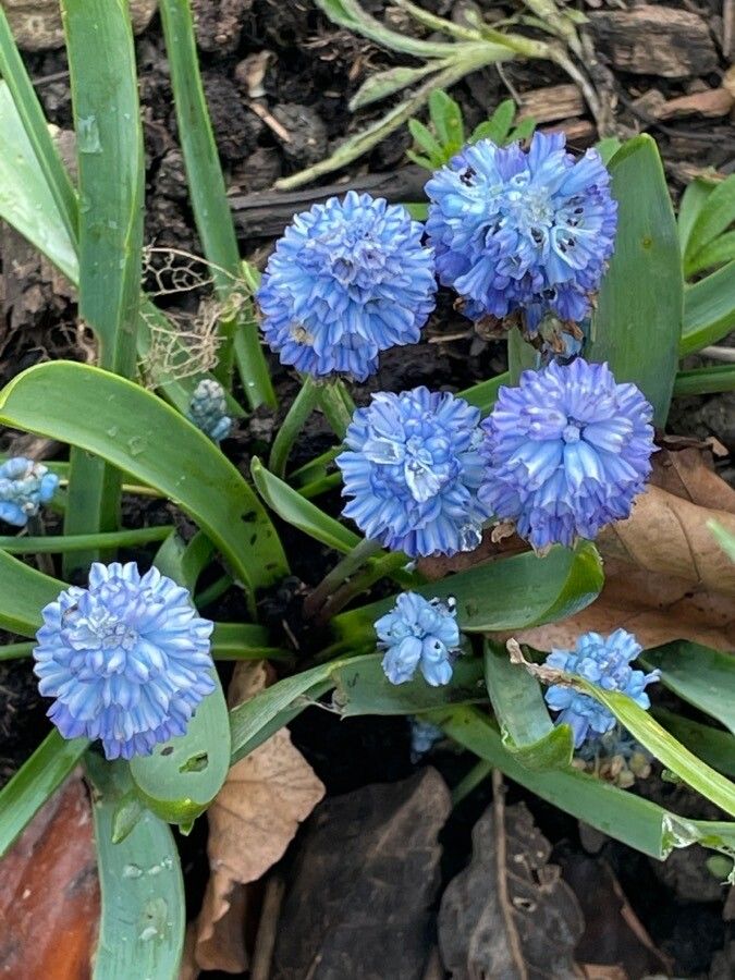 Muscari azureum