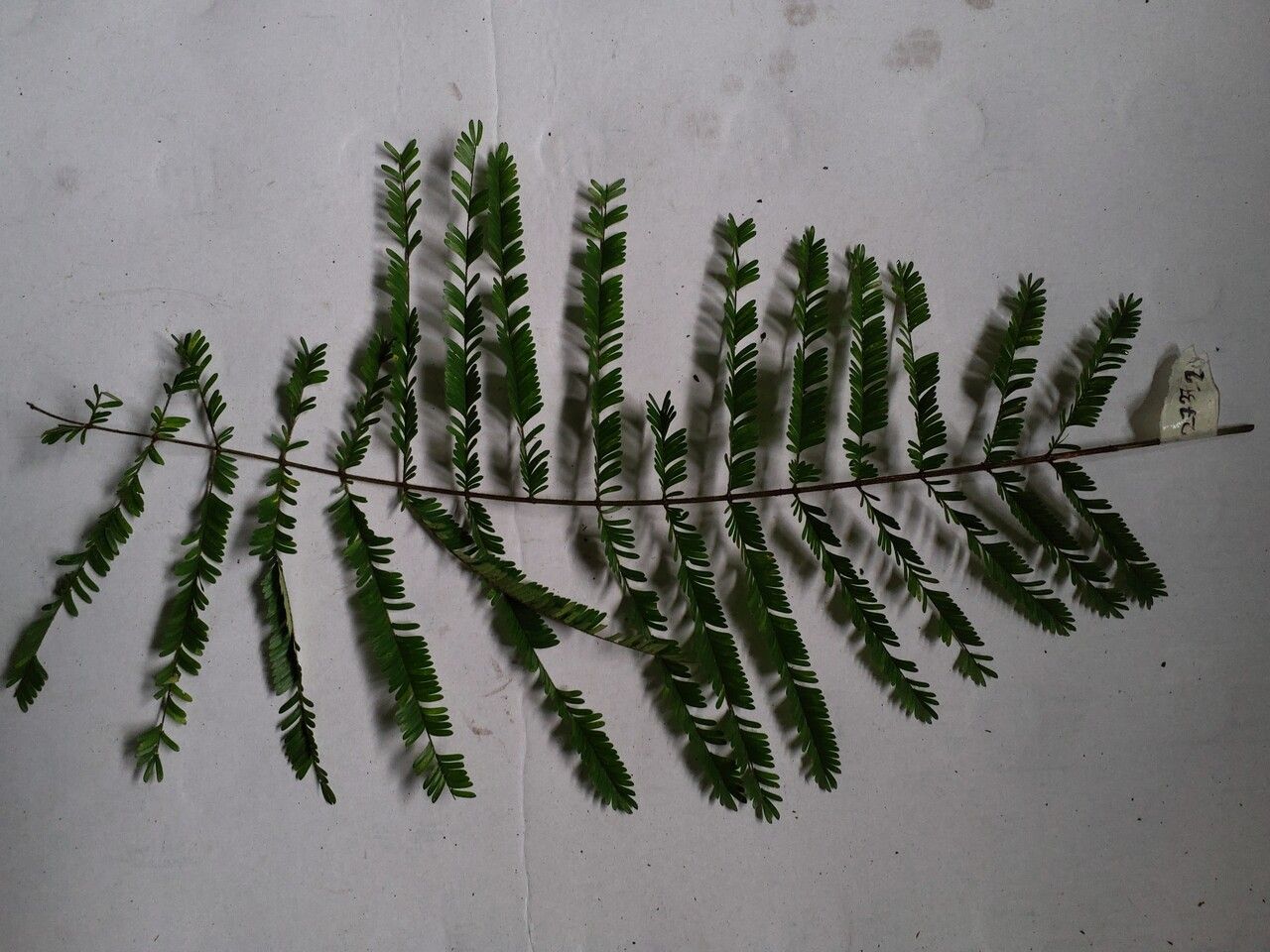 Parkia velutina — search result for 'Parkia'