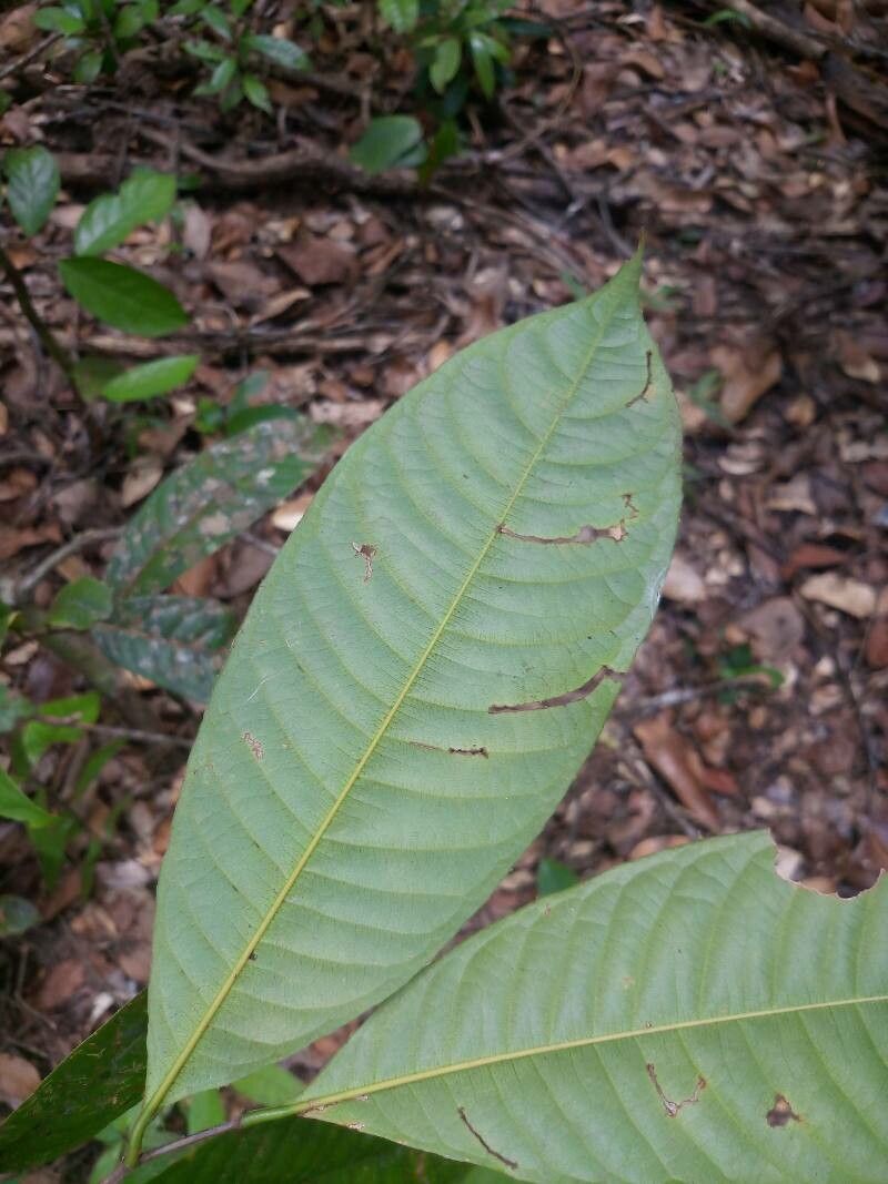 Lecythis poiteaui leaf