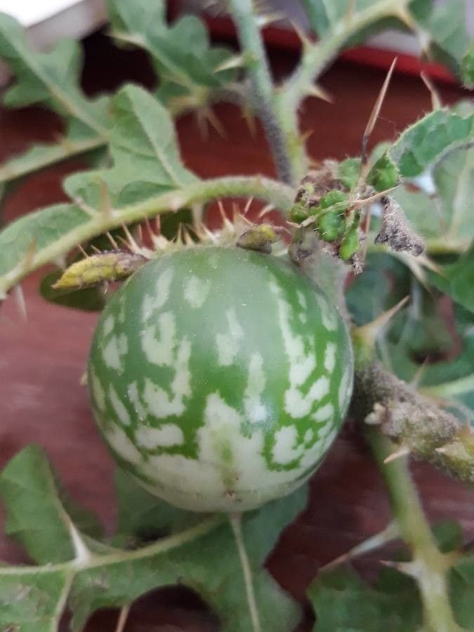 Solanum sodomaeum fruit