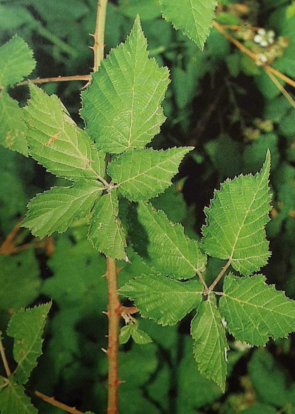 Rubus leucandrus leaf