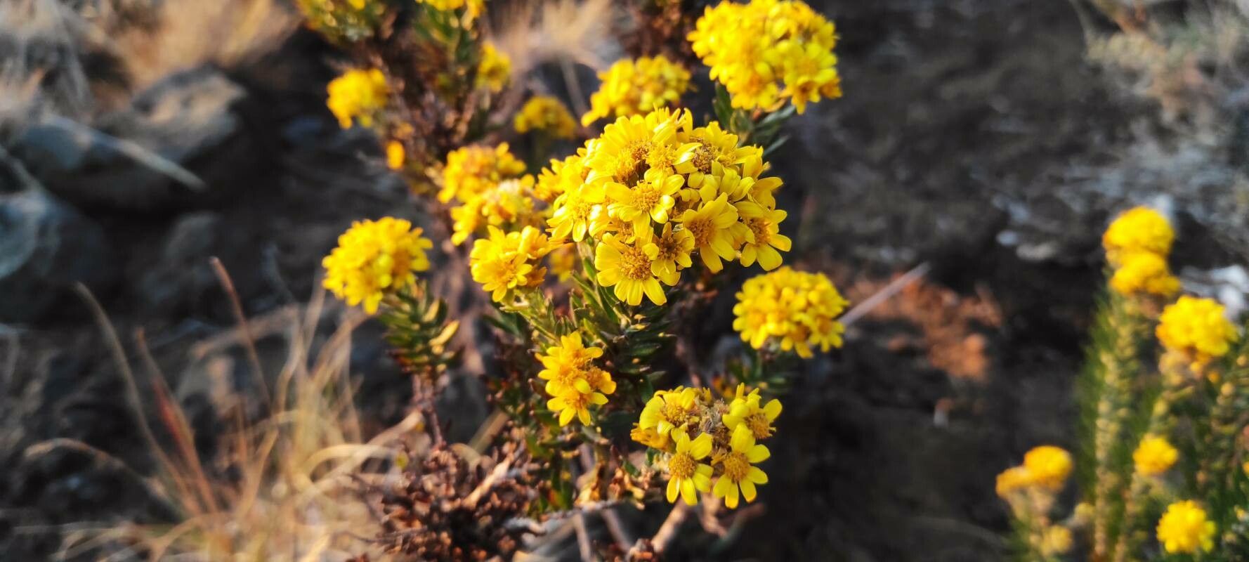 Faujasia pinifolia flower