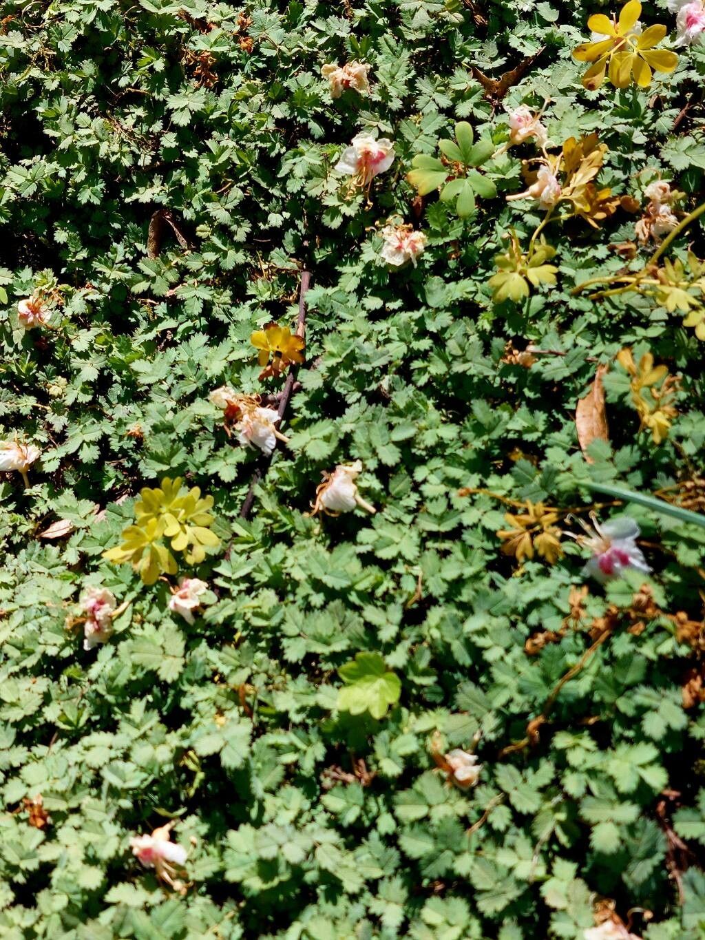 Acaena buchananii — related species from the same genus