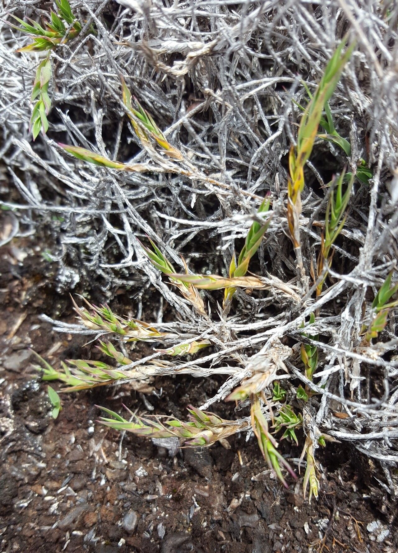 Panicum lycopodioides habit