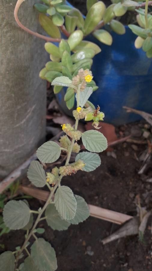 Waltheria indica — search result for 'Malvaceae'