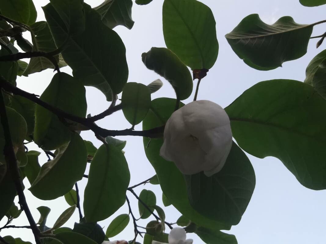 Magnolia wilsonii flower