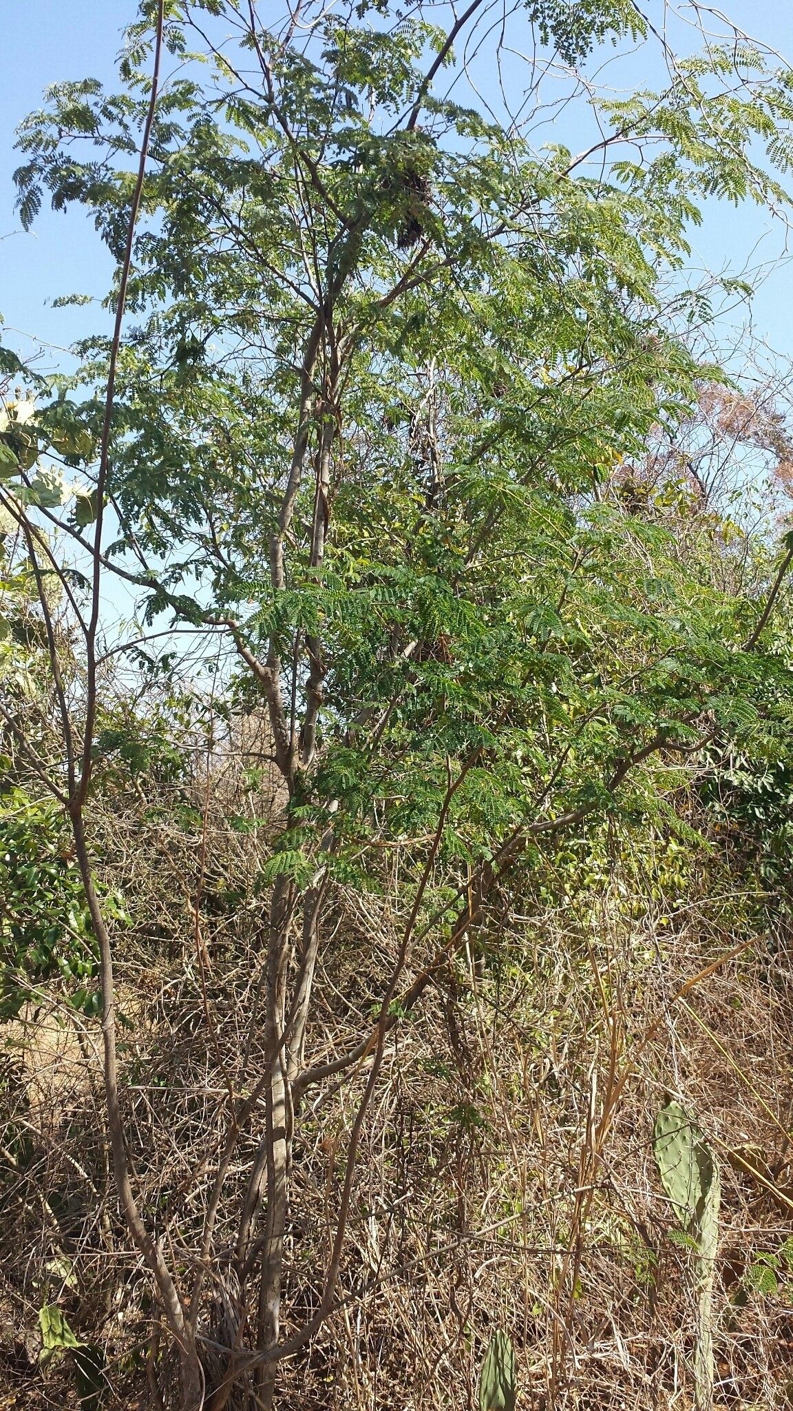 Albizia arenicola habit