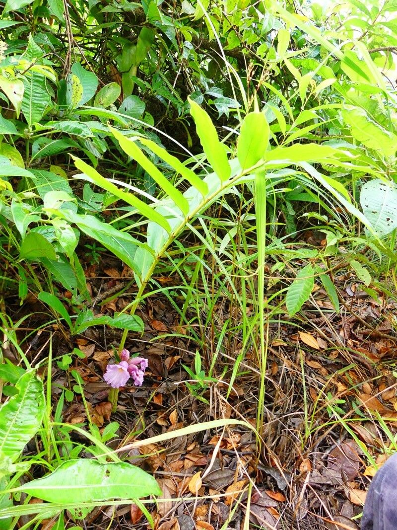 Aframomum cereum habit