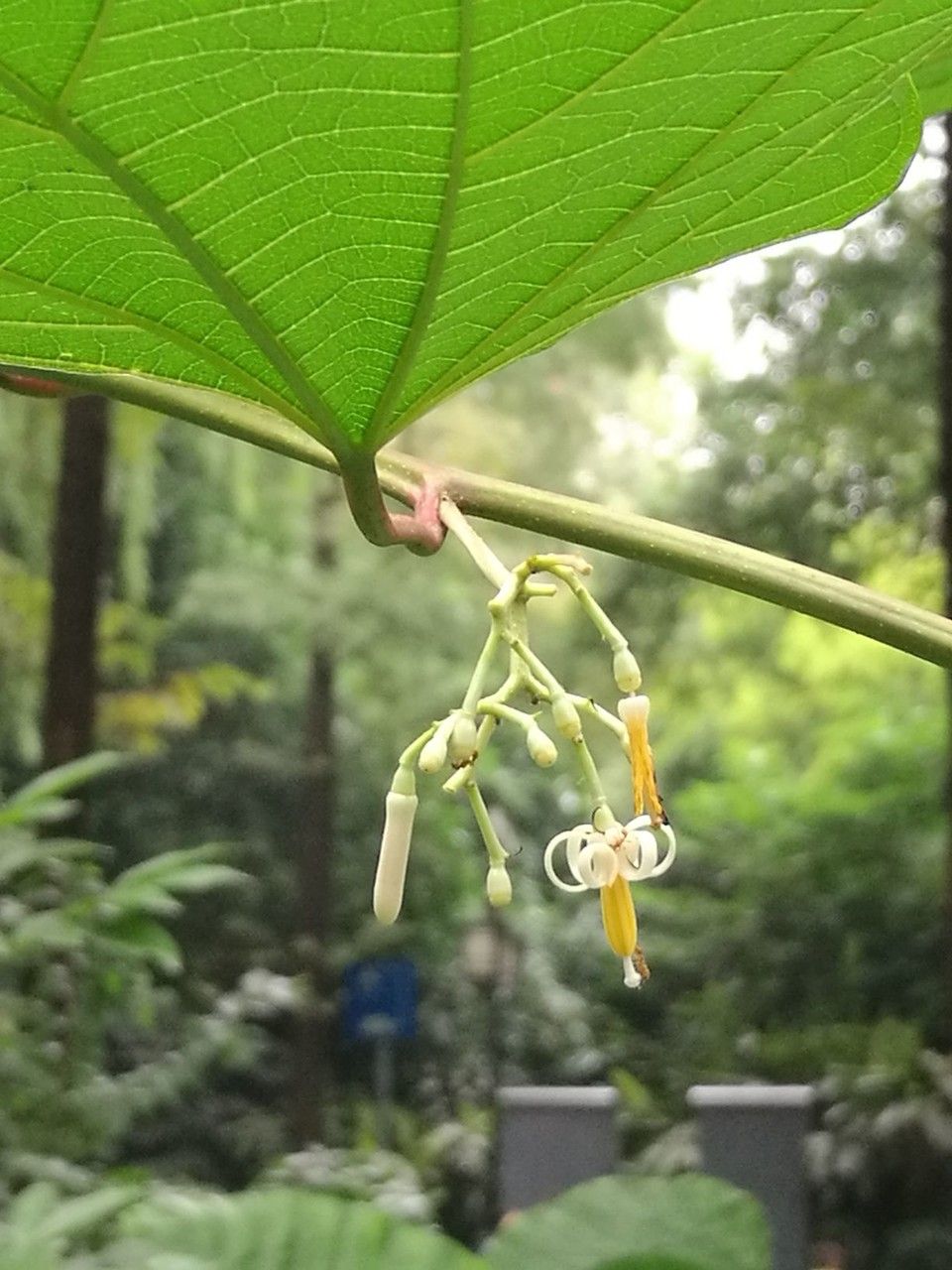 Alangium platanifolium flower