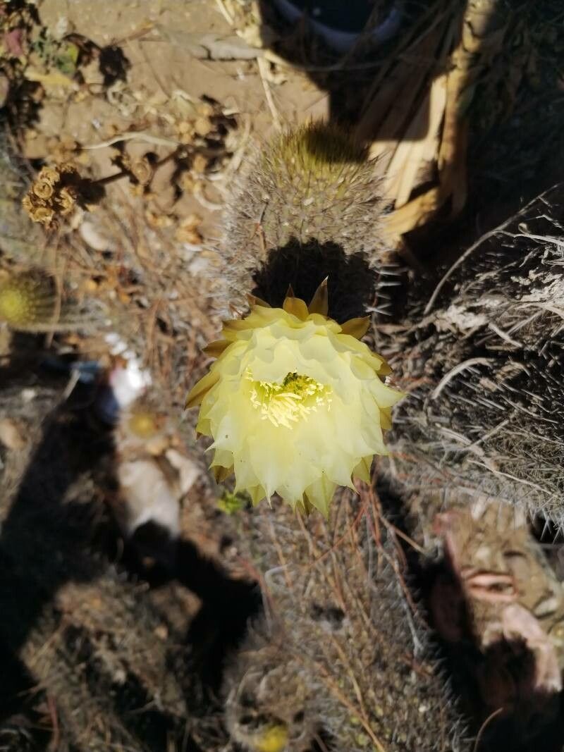 Echinopsis chiloensis flower