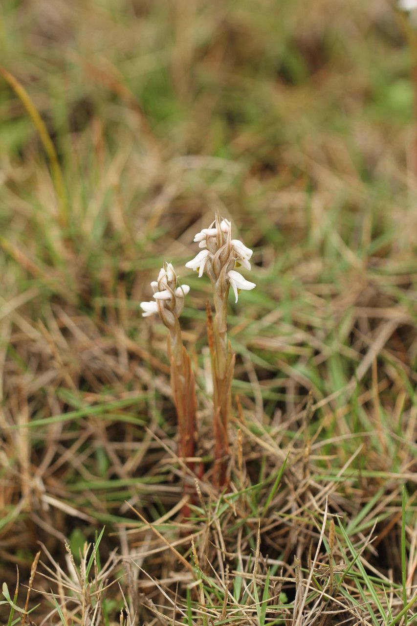 Zeuxine strateumatica habit