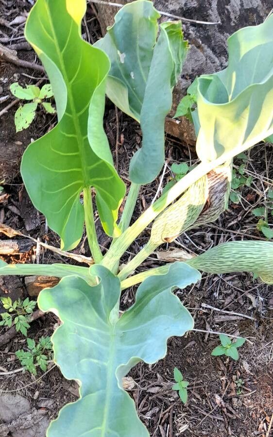 Synandrospadix vermitoxicus habit