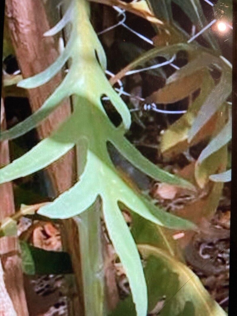 Bocconia arborea — related species from the same genus