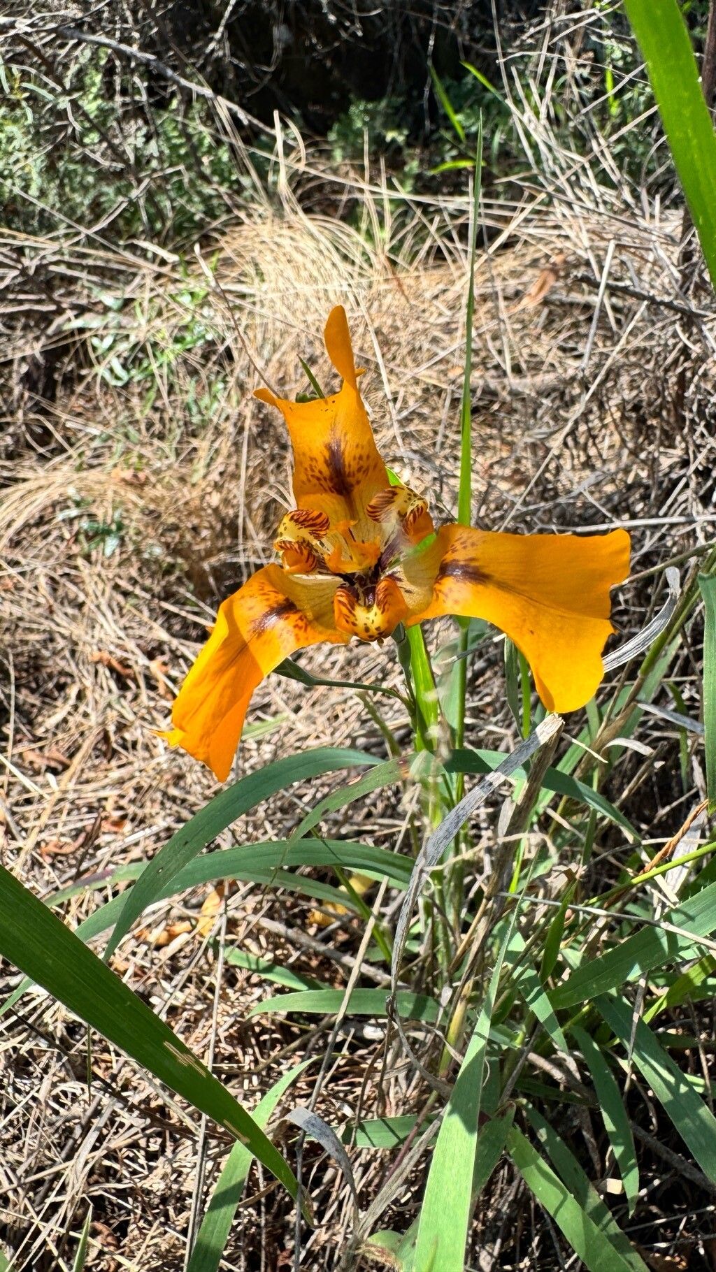 Cypella exilis flower