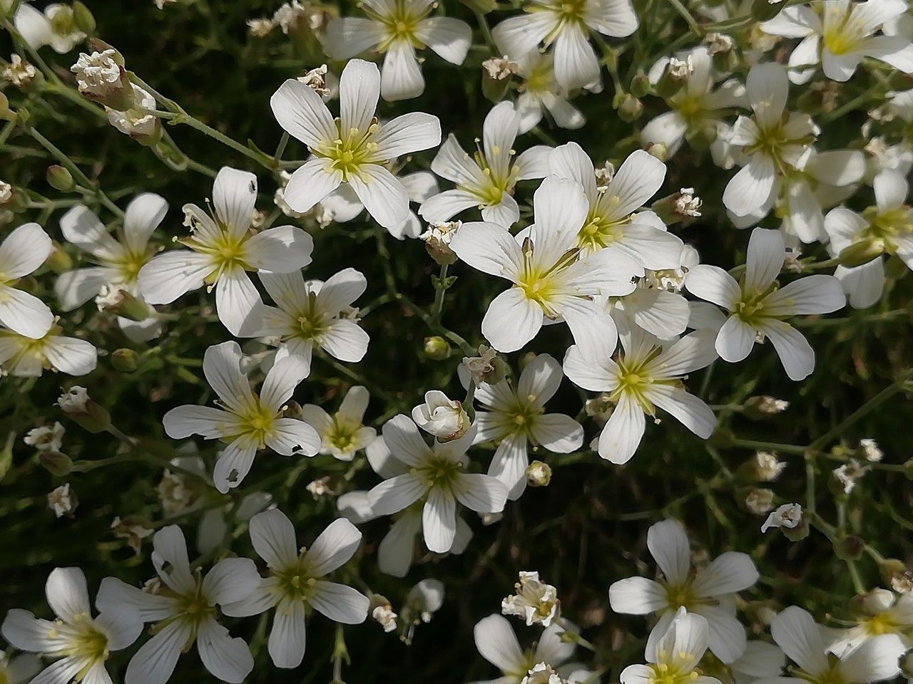 Minuartia laricifolia flower
