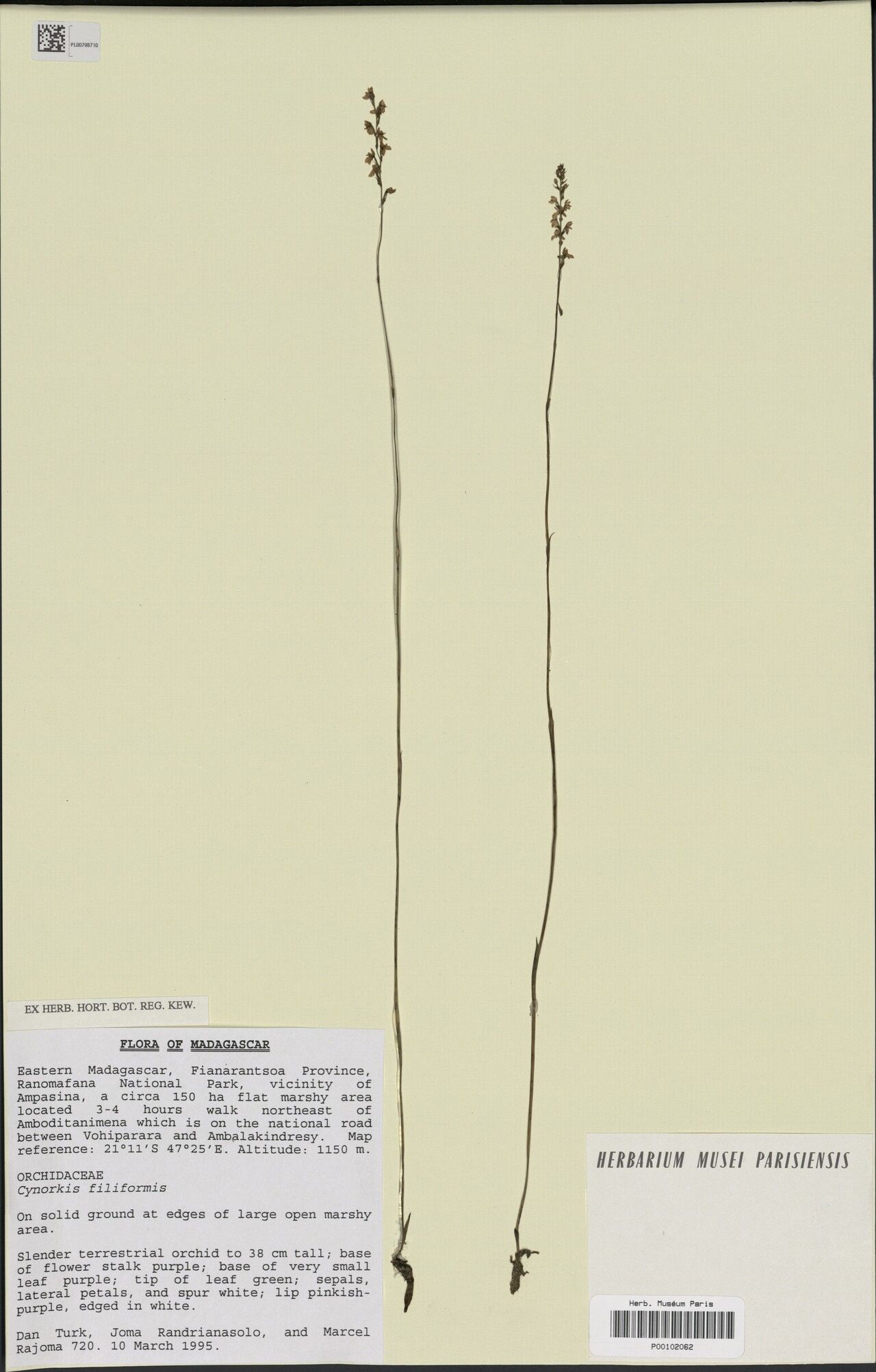 Cynorkis filiformis — houseplant care guide