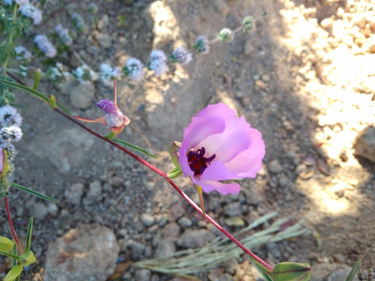 Calochortus splendens flower