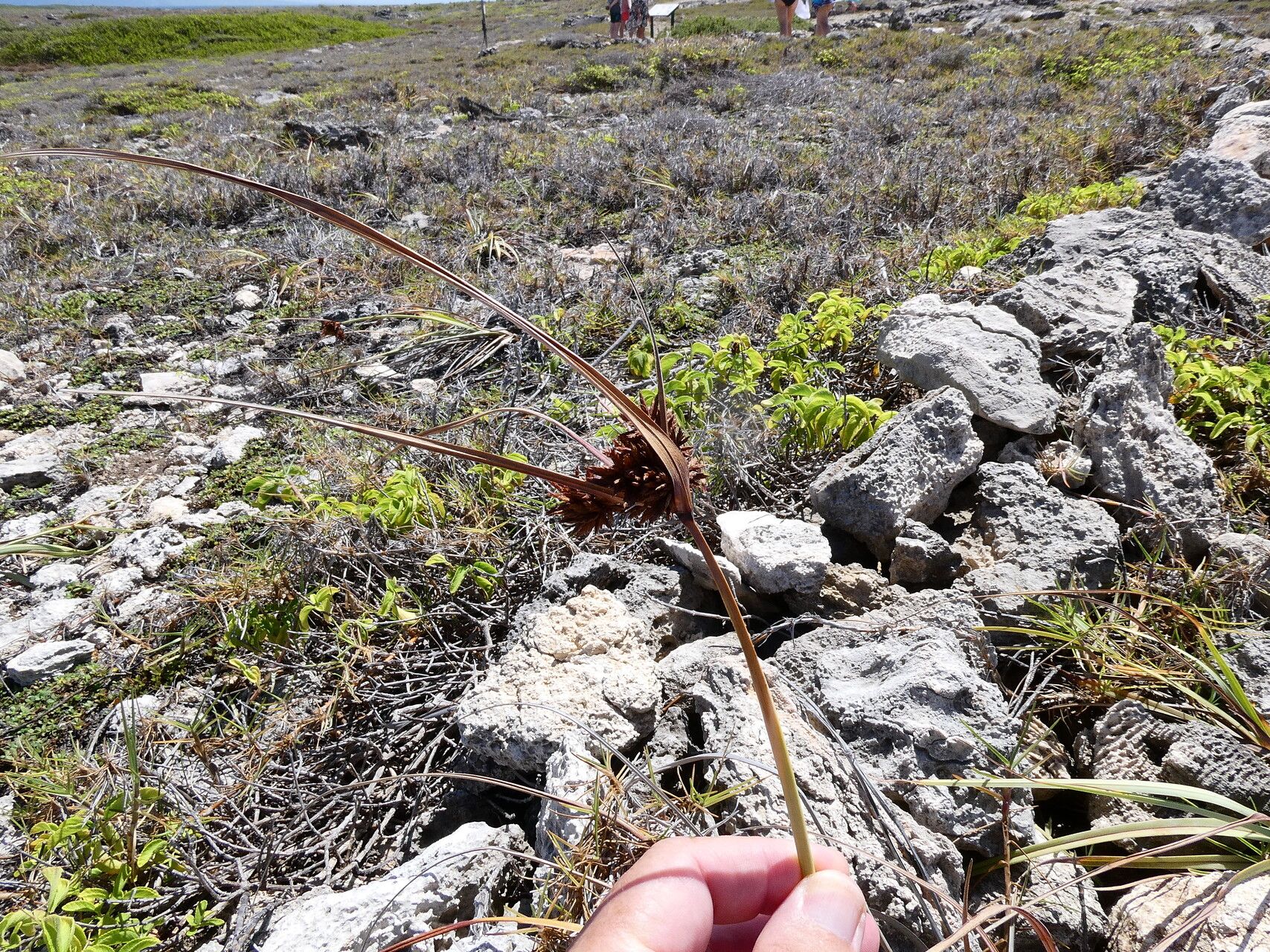 Cyperus planifolius flower