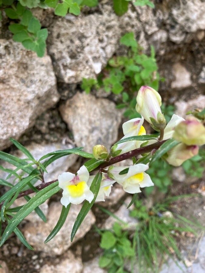 Antirrhinum siculum flower