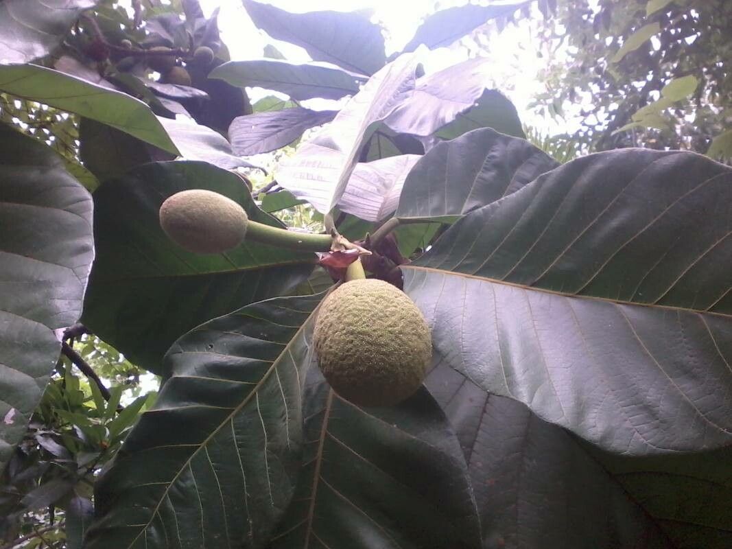 Artocarpus odoratissimus — search result for 'Artocarpus'