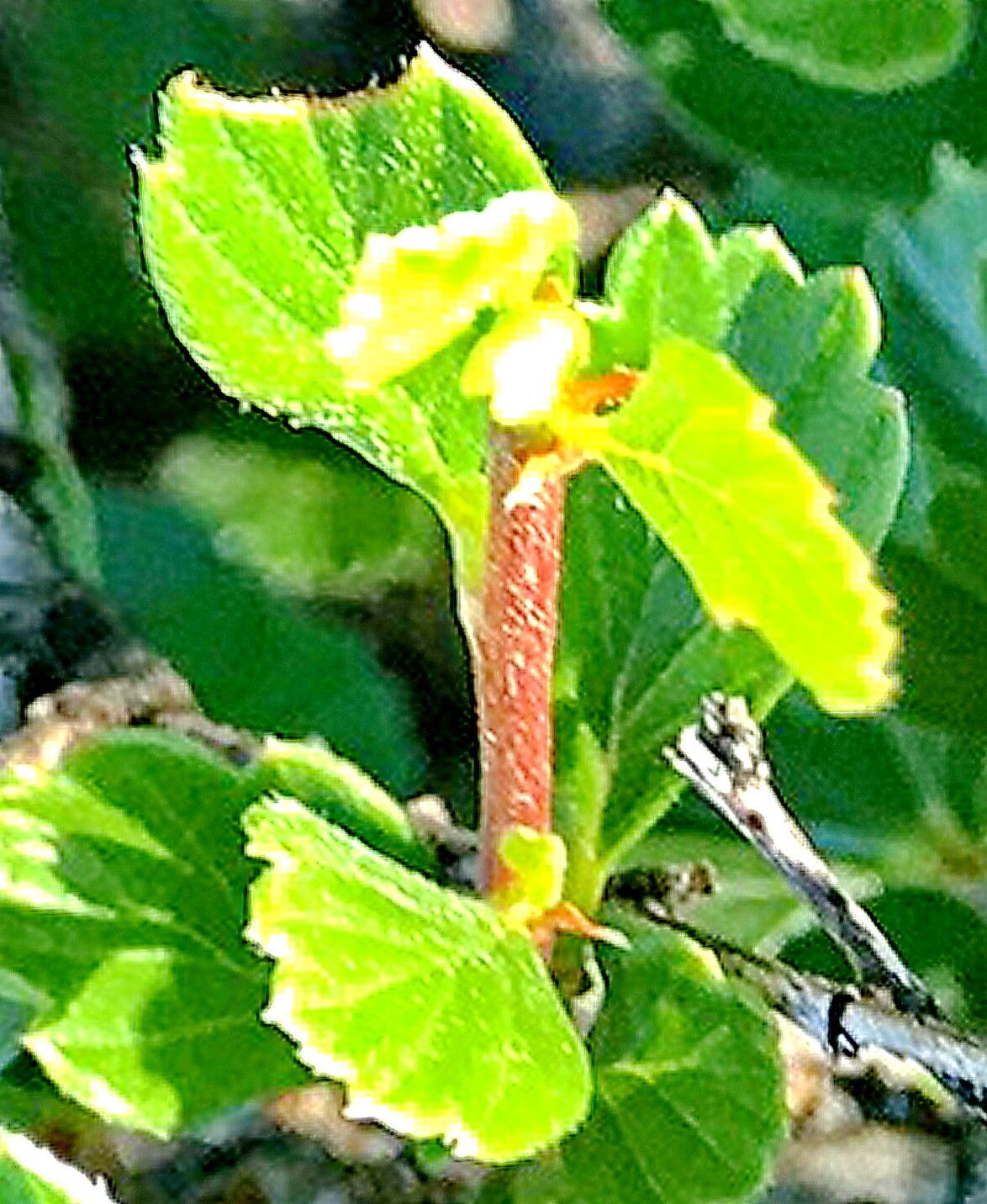Cercocarpus breviflorus — related species from the same genus