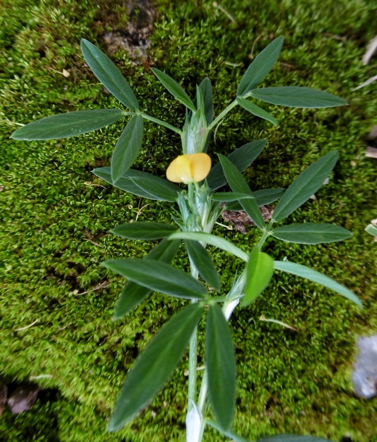 Stylosanthes procumbens flower