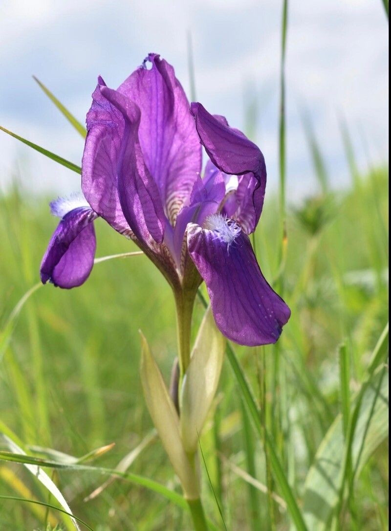 Iris aphylla flower