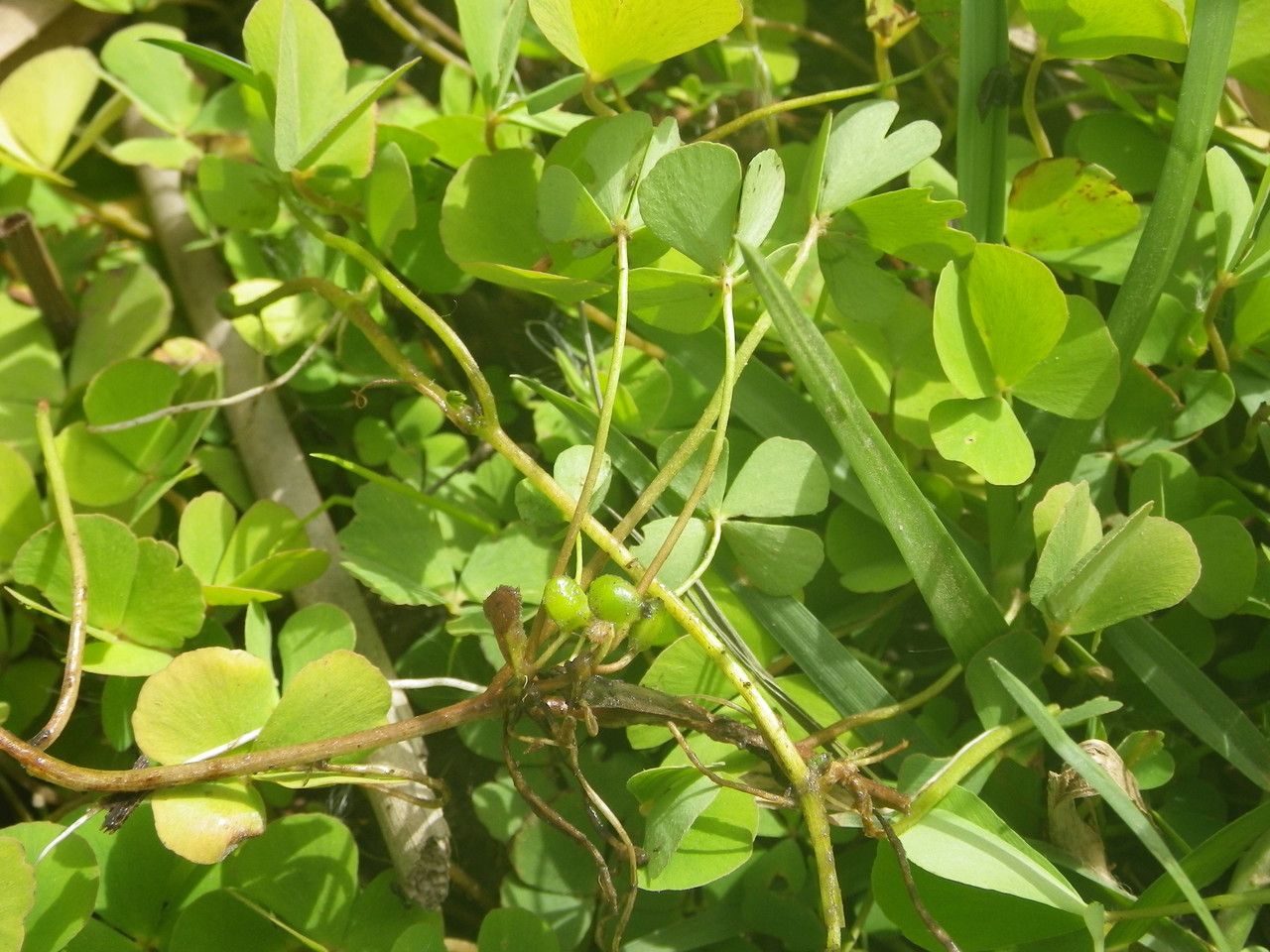 Marsilea minuta fruit